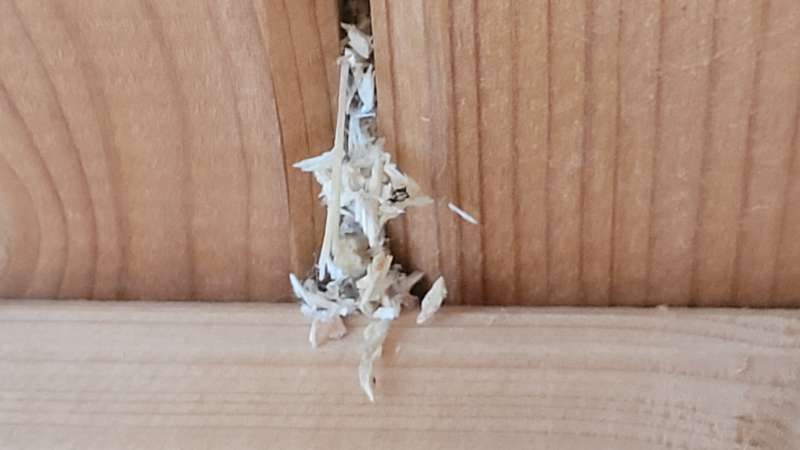 BAU.DE / BAU-Forum: 1. Bild zu Frage "Schädlinge in Dämmung/Decke: Holzstaub, Identifizierung, Bekämpfung & Kosten?" im BAU-Forum "Außenwände und Fassaden" BAU.DE / BAU-Forum: 1. Bild zu Frage "Schädlinge in Dämmung/Decke: Holzstaub, Identifizierung, Bekämpfung & Kosten?" im BAU-Forum "Außenwände und Fassaden"
