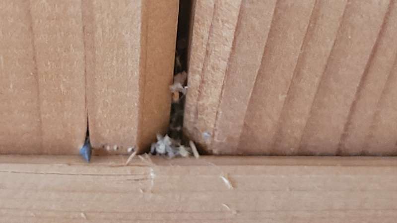 BAU.DE / BAU-Forum: 2. Bild zu Frage "Schädlinge in Dämmung/Decke: Holzstaub, Identifizierung, Bekämpfung & Kosten?" im BAU-Forum "Außenwände und Fassaden" BAU.DE / BAU-Forum: 2. Bild zu Frage "Schädlinge in Dämmung/Decke: Holzstaub, Identifizierung, Bekämpfung & Kosten?" im BAU-Forum "Außenwände und Fassaden"