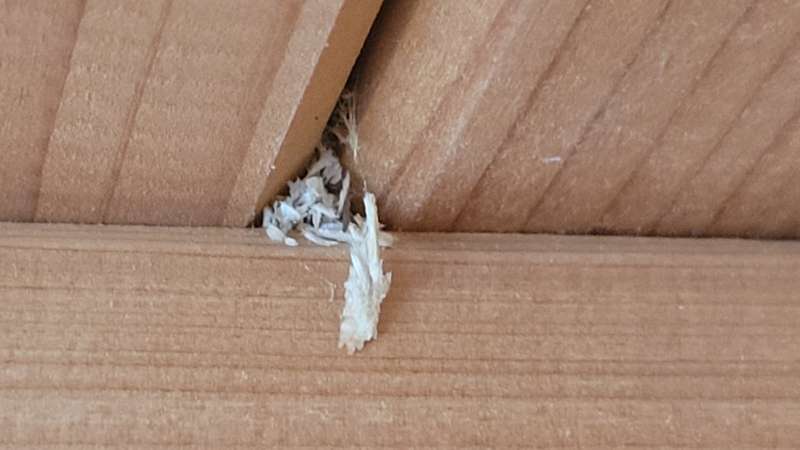 BAU.DE / BAU-Forum: 4. Bild zu Frage "Schädlinge in Dämmung/Decke: Holzstaub, Identifizierung, Bekämpfung & Kosten?" im BAU-Forum "Außenwände und Fassaden" BAU.DE / BAU-Forum: 4. Bild zu Frage "Schädlinge in Dämmung/Decke: Holzstaub, Identifizierung, Bekämpfung & Kosten?" im BAU-Forum "Außenwände und Fassaden"