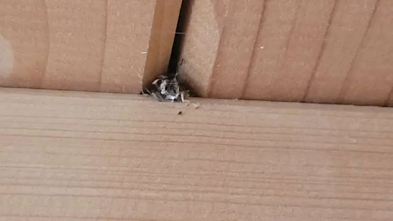 BAU.DE / BAU-Forum: 5. Bild zu Frage "Schädlinge in Dämmung/Decke: Holzstaub, Identifizierung, Bekämpfung & Kosten?" im BAU-Forum "Außenwände und Fassaden" BAU.DE / BAU-Forum: 5. Bild zu Frage "Schädlinge in Dämmung/Decke: Holzstaub, Identifizierung, Bekämpfung & Kosten?" im BAU-Forum "Außenwände und Fassaden"