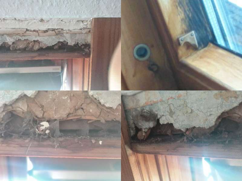 BAU.DE / BAU-Forum: 1. Bild zu Frage "Asbest? Hausschwamm? Schimmel? Gesundheitsgefahr? Bitte um Hilfe" im BAU-Forum "Baustoffe" BAU.DE / BAU-Forum: 1. Bild zu Frage "Asbest? Hausschwamm? Schimmel? Gesundheitsgefahr? Bitte um Hilfe" im BAU-Forum "Baustoffe"