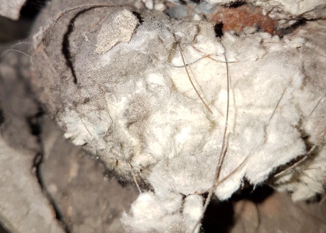 BAU.DE / BAU-Forum: 1. Bild zu Antwort "Reine Asbestkordel aus Weißasbest?" auf die Frage "Asbest in Rohrisolierung erkennen: Gefahren, Analyse & Sanierungskosten?" im BAU-Forum "Baustoffe" BAU.DE / BAU-Forum: 1. Bild zu Antwort "Reine Asbestkordel aus Weißasbest?" auf die Frage "Asbest in Rohrisolierung erkennen: Gefahren, Analyse & Sanierungskosten?" im BAU-Forum "Baustoffe"