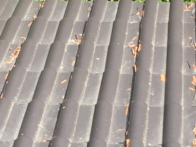 Bild zum BAU-Forumsbeitrag: CREATON Dachziegel im Forum Dach