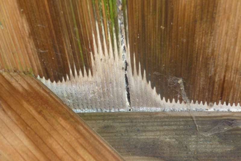 BAU.DE / BAU-Forum: 2. Bild zu Frage "Pilz, Schwamm? Und was tun?" im BAU-Forum "Holzbau" BAU.DE / BAU-Forum: 2. Bild zu Frage "Pilz, Schwamm? Und was tun?" im BAU-Forum "Holzbau"