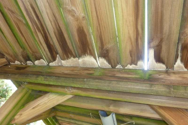 BAU.DE / BAU-Forum: 3. Bild zu Frage "Pilz, Schwamm? Und was tun?" im BAU-Forum "Holzbau" BAU.DE / BAU-Forum: 3. Bild zu Frage "Pilz, Schwamm? Und was tun?" im BAU-Forum "Holzbau"