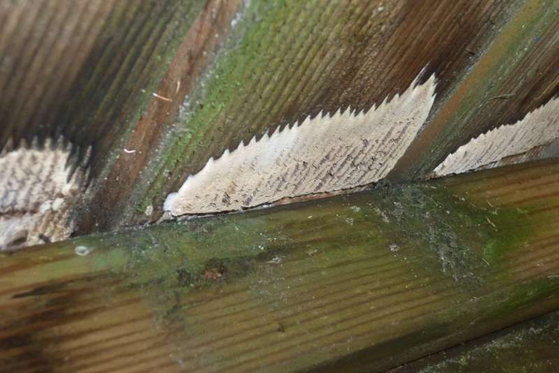 BAU.DE / BAU-Forum: 4. Bild zu Frage "Pilz, Schwamm? Und was tun?" im BAU-Forum "Holzbau" BAU.DE / BAU-Forum: 4. Bild zu Frage "Pilz, Schwamm? Und was tun?" im BAU-Forum "Holzbau"