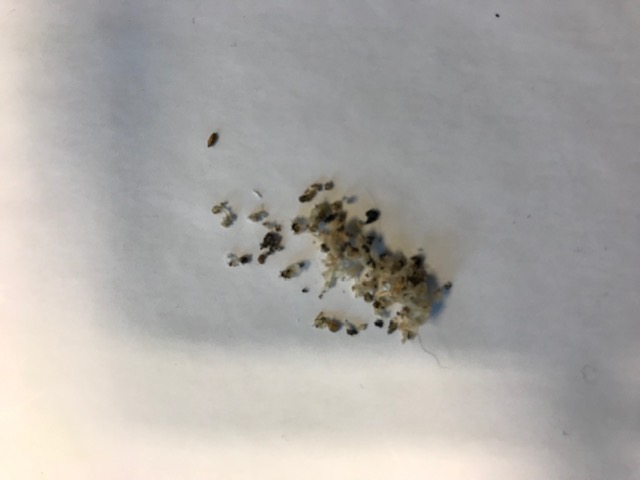 BAU.DE / BAU-Forum: 1. Bild zu Frage "Holzspäne & schwarze Krümel an Decke: Ursachen, Schädlingsbefall erkennen & Maßnahmen?" im BAU-Forum "Holzbau" BAU.DE / BAU-Forum: 1. Bild zu Frage "Holzspäne & schwarze Krümel an Decke: Ursachen, Schädlingsbefall erkennen & Maßnahmen?" im BAU-Forum "Holzbau"