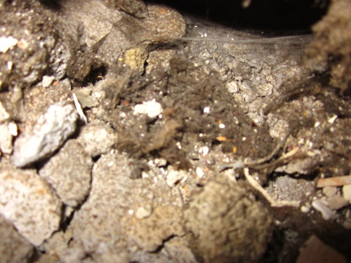 BAU.DE - Forum - Holzschutz, Holzschäden, Holzsanierung - 10414