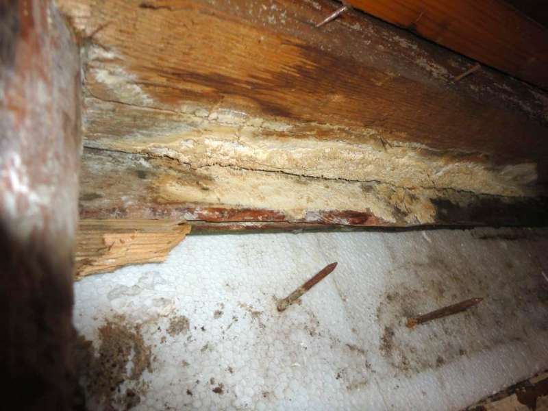 BAU.DE / BAU-Forum: 4. Bild zu Frage "Feuchteschaden im Holzhaus: Pilzarten erkennen, beseitigen & Ursachen beheben?" im BAU-Forum "Holzschutz, Holzschäden, Holzsanierung" BAU.DE / BAU-Forum: 4. Bild zu Frage "Feuchteschaden im Holzhaus: Pilzarten erkennen, beseitigen & Ursachen beheben?" im BAU-Forum "Holzschutz, Holzschäden, Holzsanierung"