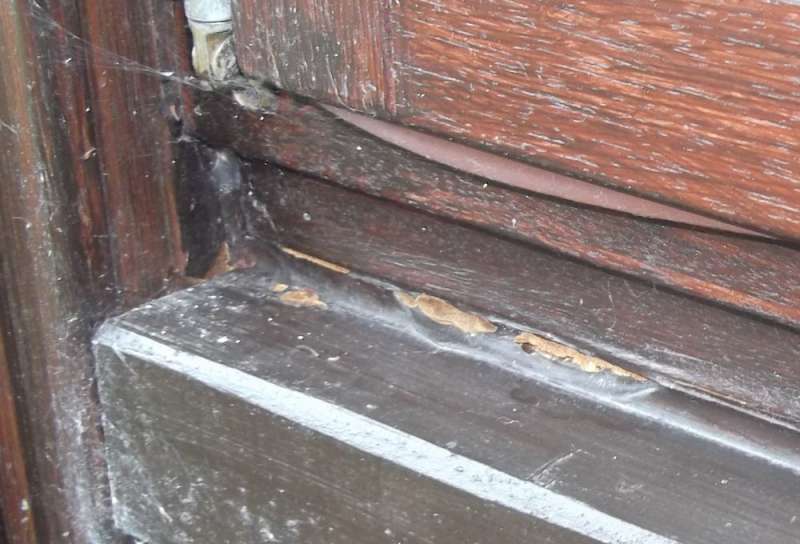 BAU.DE / BAU-Forum: 1. Bild zu Frage "Holzschaden im Wintergarten: Ursachen erkennen, bekämpfen & Bausubstanz sichern" im BAU-Forum "Holzschutz, Holzschäden, Holzsanierung" BAU.DE / BAU-Forum: 1. Bild zu Frage "Holzschaden im Wintergarten: Ursachen erkennen, bekämpfen & Bausubstanz sichern" im BAU-Forum "Holzschutz, Holzschäden, Holzsanierung"