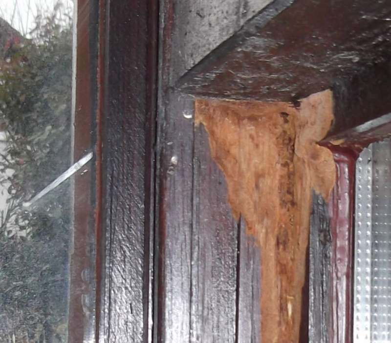 BAU.DE / BAU-Forum: 4. Bild zu Frage "Holzschaden im Wintergarten: Ursachen erkennen, bekämpfen & Bausubstanz sichern" im BAU-Forum "Holzschutz, Holzschäden, Holzsanierung" BAU.DE / BAU-Forum: 4. Bild zu Frage "Holzschaden im Wintergarten: Ursachen erkennen, bekämpfen & Bausubstanz sichern" im BAU-Forum "Holzschutz, Holzschäden, Holzsanierung"