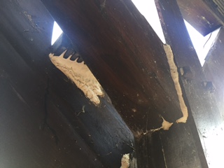 BAU.DE / BAU-Forum: 3. Bild zu Frage "Weißer Pilz oder Schwamm an Treppe Holzart Lärche mit Bankirai Stufen" im BAU-Forum "Holzschutz, Holzschäden, Holzsanierung" BAU.DE / BAU-Forum: 3. Bild zu Frage "Weißer Pilz oder Schwamm an Treppe Holzart Lärche mit Bankirai Stufen" im BAU-Forum "Holzschutz, Holzschäden, Holzsanierung"