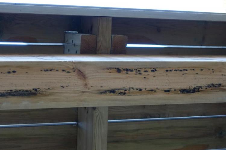 BAU.DE / BAU-Forum: 2. Bild zu Frage "Frage zu Schimmelflecken außen an neuem Haus" im BAU-Forum "Holzschutz, Holzschäden, Holzsanierung" BAU.DE / BAU-Forum: 2. Bild zu Frage "Frage zu Schimmelflecken außen an neuem Haus" im BAU-Forum "Holzschutz, Holzschäden, Holzsanierung"