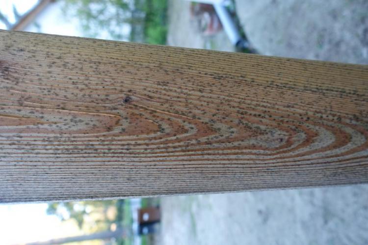 BAU.DE / BAU-Forum: 3. Bild zu Frage "Frage zu Schimmelflecken außen an neuem Haus" im BAU-Forum "Holzschutz, Holzschäden, Holzsanierung" BAU.DE / BAU-Forum: 3. Bild zu Frage "Frage zu Schimmelflecken außen an neuem Haus" im BAU-Forum "Holzschutz, Holzschäden, Holzsanierung"