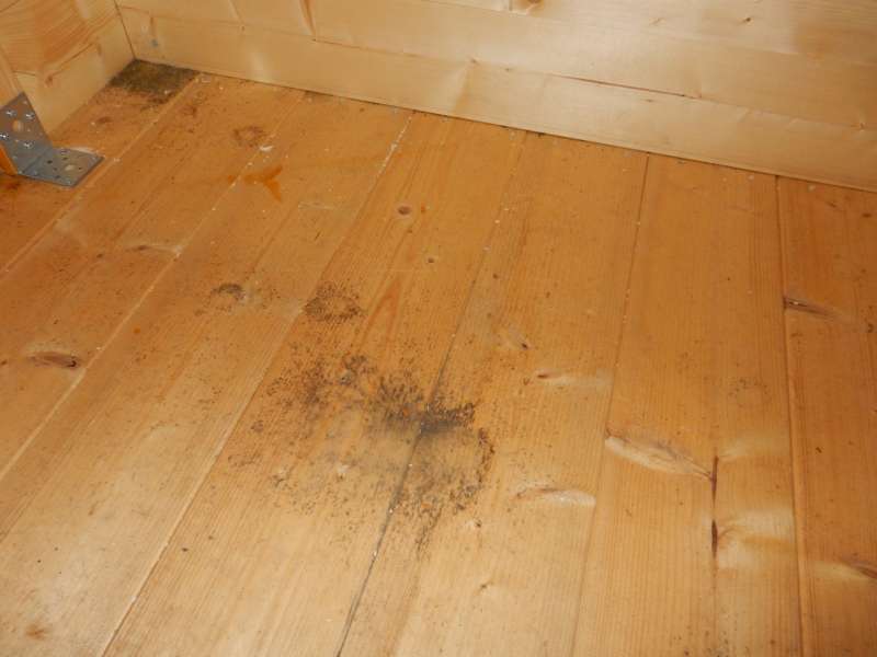 BAU.DE / BAU-Forum: 5. Bild zu Frage "Bläuebefall schon nach 3 Wochen Witterung?!" im BAU-Forum "Holzschutz, Holzschäden, Holzsanierung" BAU.DE / BAU-Forum: 5. Bild zu Frage "Bläuebefall schon nach 3 Wochen Witterung?!" im BAU-Forum "Holzschutz, Holzschäden, Holzsanierung"