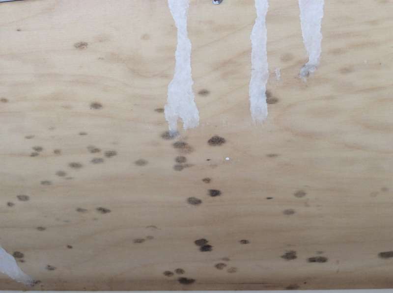 BAU.DE / BAU-Forum: 1. Bild zu Frage "Schimmel am Jalousiekasten / Rollokasten / Rolladenkasten" im BAU-Forum "Holzschutz, Holzschäden, Holzsanierung" BAU.DE / BAU-Forum: 1. Bild zu Frage "Schimmel am Jalousiekasten / Rollokasten / Rolladenkasten" im BAU-Forum "Holzschutz, Holzschäden, Holzsanierung"