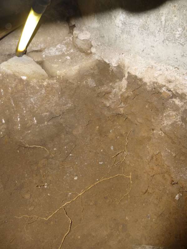 BAU.DE / BAU-Forum: 1. Bild zu Frage "Wurzeln gefunden - vom Hausschwamm oder nicht?" im BAU-Forum "Holzschutz, Holzschäden, Holzsanierung" BAU.DE / BAU-Forum: 1. Bild zu Frage "Wurzeln gefunden - vom Hausschwamm oder nicht?" im BAU-Forum "Holzschutz, Holzschäden, Holzsanierung"