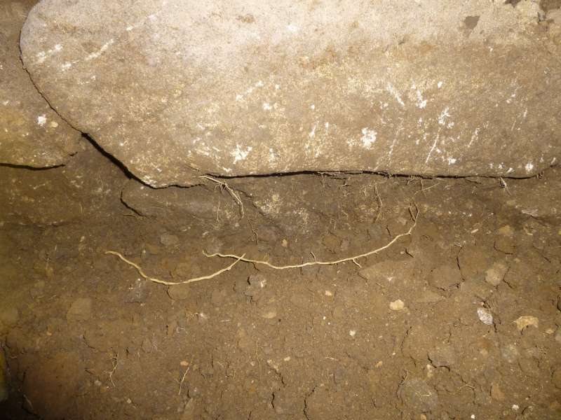 BAU.DE / BAU-Forum: 2. Bild zu Frage "Wurzeln gefunden - vom Hausschwamm oder nicht?" im BAU-Forum "Holzschutz, Holzschäden, Holzsanierung" BAU.DE / BAU-Forum: 2. Bild zu Frage "Wurzeln gefunden - vom Hausschwamm oder nicht?" im BAU-Forum "Holzschutz, Holzschäden, Holzsanierung"