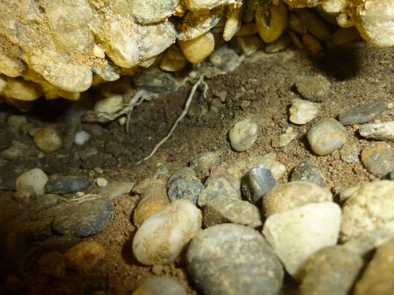 BAU.DE / BAU-Forum: 3. Bild zu Frage "Wurzeln gefunden - vom Hausschwamm oder nicht?" im BAU-Forum "Holzschutz, Holzschäden, Holzsanierung" BAU.DE / BAU-Forum: 3. Bild zu Frage "Wurzeln gefunden - vom Hausschwamm oder nicht?" im BAU-Forum "Holzschutz, Holzschäden, Holzsanierung"