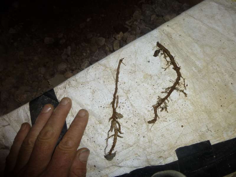 BAU.DE / BAU-Forum: 4. Bild zu Frage "Wurzeln gefunden - vom Hausschwamm oder nicht?" im BAU-Forum "Holzschutz, Holzschäden, Holzsanierung" BAU.DE / BAU-Forum: 4. Bild zu Frage "Wurzeln gefunden - vom Hausschwamm oder nicht?" im BAU-Forum "Holzschutz, Holzschäden, Holzsanierung"