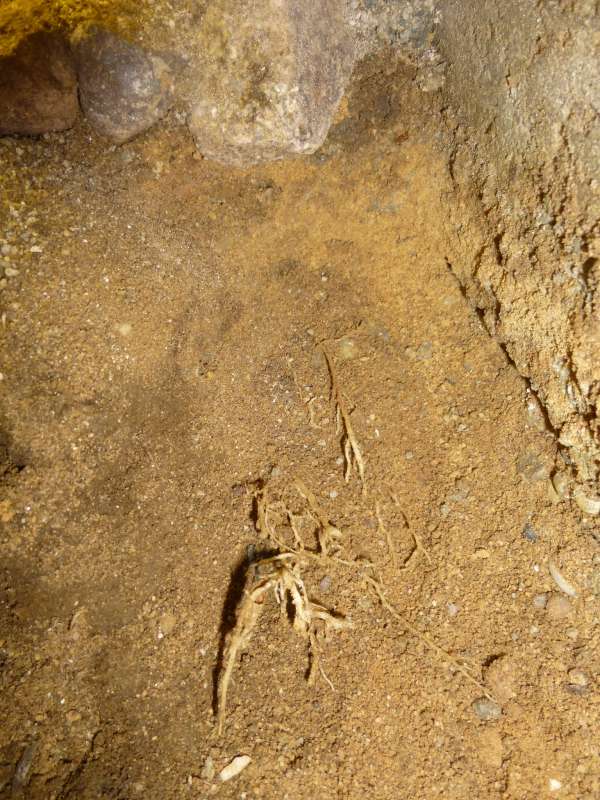 BAU.DE / BAU-Forum: 5. Bild zu Frage "Wurzeln gefunden - vom Hausschwamm oder nicht?" im BAU-Forum "Holzschutz, Holzschäden, Holzsanierung" BAU.DE / BAU-Forum: 5. Bild zu Frage "Wurzeln gefunden - vom Hausschwamm oder nicht?" im BAU-Forum "Holzschutz, Holzschäden, Holzsanierung"