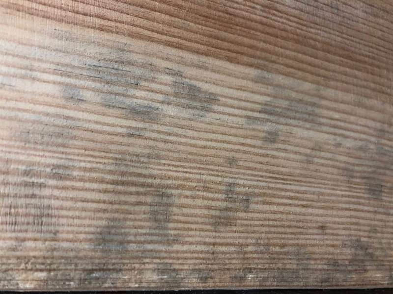 BAU.DE / BAU-Forum: 1. Bild zu Frage "Holzschimmel oder Holzgräue?" im BAU-Forum "Holzschutz, Holzschäden, Holzsanierung" BAU.DE / BAU-Forum: 1. Bild zu Frage "Holzschimmel oder Holzgräue?" im BAU-Forum "Holzschutz, Holzschäden, Holzsanierung"