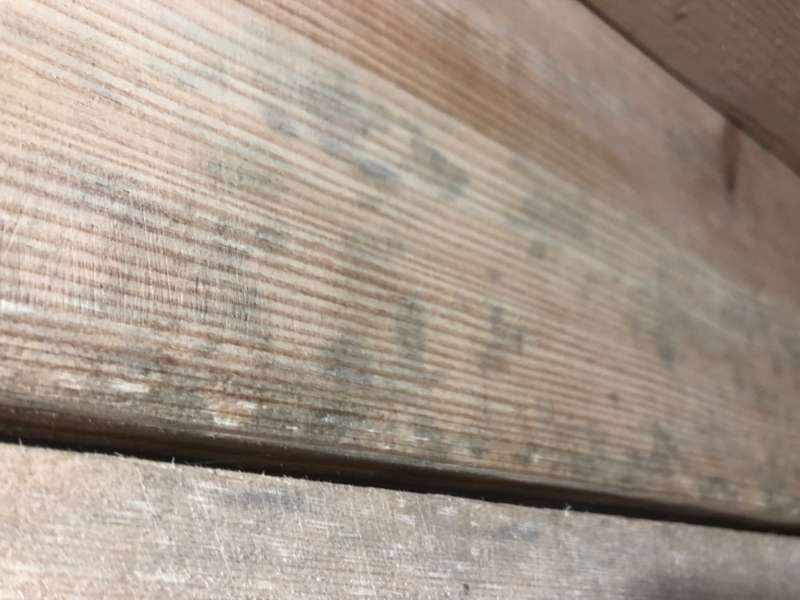 BAU.DE / BAU-Forum: 2. Bild zu Frage "Holzschimmel oder Holzgräue?" im BAU-Forum "Holzschutz, Holzschäden, Holzsanierung" BAU.DE / BAU-Forum: 2. Bild zu Frage "Holzschimmel oder Holzgräue?" im BAU-Forum "Holzschutz, Holzschäden, Holzsanierung"