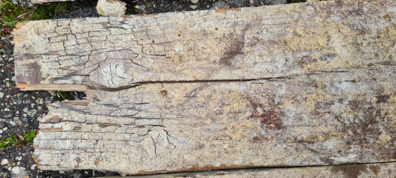 BAU.DE / BAU-Forum: 1. Bild zu Antwort "Eher Altschaden" auf die Frage "Weißer Porenschwamm oder Hausschwamm? Erkennung, Unterschiede & Bekämpfung" im BAU-Forum "Holzschutz, Holzschäden, Holzsanierung" BAU.DE / BAU-Forum: 1. Bild zu Antwort "Eher Altschaden" auf die Frage "Weißer Porenschwamm oder Hausschwamm? Erkennung, Unterschiede & Bekämpfung" im BAU-Forum "Holzschutz, Holzschäden, Holzsanierung"