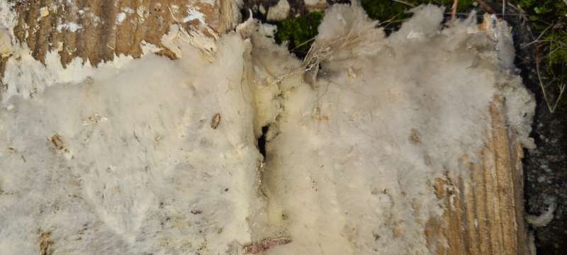 BAU.DE / BAU-Forum: 2. Bild zu Antwort "Eher Altschaden" auf die Frage "Weißer Porenschwamm oder Hausschwamm? Erkennung, Unterschiede & Bekämpfung" im BAU-Forum "Holzschutz, Holzschäden, Holzsanierung" BAU.DE / BAU-Forum: 2. Bild zu Antwort "Eher Altschaden" auf die Frage "Weißer Porenschwamm oder Hausschwamm? Erkennung, Unterschiede & Bekämpfung" im BAU-Forum "Holzschutz, Holzschäden, Holzsanierung"