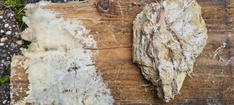 BAU.DE / BAU-Forum: 3. Bild zu Antwort "Eher Altschaden" auf die Frage "Weißer Porenschwamm oder Hausschwamm? Erkennung, Unterschiede & Bekämpfung" im BAU-Forum "Holzschutz, Holzschäden, Holzsanierung" BAU.DE / BAU-Forum: 3. Bild zu Antwort "Eher Altschaden" auf die Frage "Weißer Porenschwamm oder Hausschwamm? Erkennung, Unterschiede & Bekämpfung" im BAU-Forum "Holzschutz, Holzschäden, Holzsanierung"