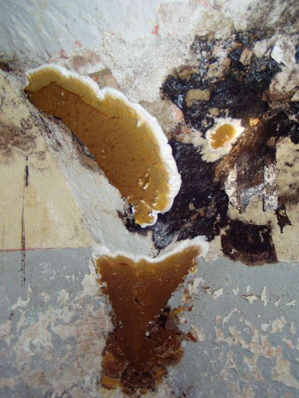 BAU.DE / BAU-Forum: 1. Bild zu Antwort "zugegeben" auf die Frage "Hausschwamm erkennen: Risiken, Sanierungskosten & Gutachter für Altbau?" im BAU-Forum "Holzschutz, Holzschäden, Holzsanierung" BAU.DE / BAU-Forum: 1. Bild zu Antwort "zugegeben" auf die Frage "Hausschwamm erkennen: Risiken, Sanierungskosten & Gutachter für Altbau?" im BAU-Forum "Holzschutz, Holzschäden, Holzsanierung"