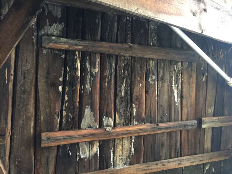 BAU.DE / BAU-Forum: 2. Bild zu Frage "Hausschwamm, Porenschwamm etc.?" im BAU-Forum "Holzschutz, Holzschäden, Holzsanierung" BAU.DE / BAU-Forum: 2. Bild zu Frage "Hausschwamm, Porenschwamm etc.?" im BAU-Forum "Holzschutz, Holzschäden, Holzsanierung"