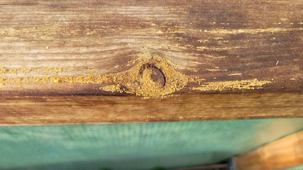 BAU.DE / BAU-Forum: 1. Bild zu Frage "Gelbe Brösel auf imprägniertem Holz im Gewächshaus: Ursache und Behandlung?" im BAU-Forum "Holzschutz, Holzschäden, Holzsanierung" BAU.DE / BAU-Forum: 1. Bild zu Frage "Gelbe Brösel auf imprägniertem Holz im Gewächshaus: Ursache und Behandlung?" im BAU-Forum "Holzschutz, Holzschäden, Holzsanierung"