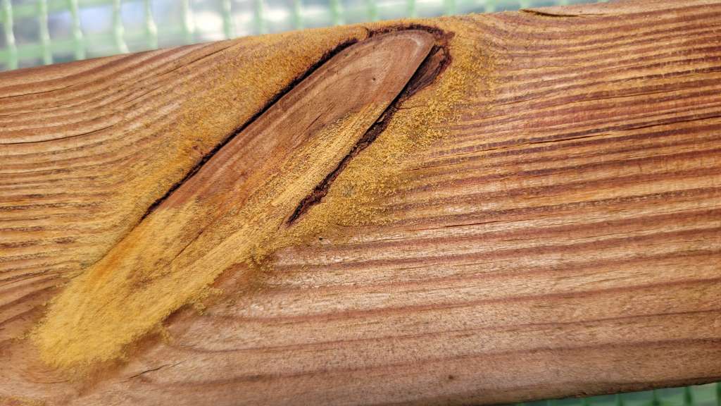 BAU.DE / BAU-Forum: 2. Bild zu Frage "Gelbe Brösel auf imprägniertem Holz im Gewächshaus: Ursache und Behandlung?" im BAU-Forum "Holzschutz, Holzschäden, Holzsanierung" BAU.DE / BAU-Forum: 2. Bild zu Frage "Gelbe Brösel auf imprägniertem Holz im Gewächshaus: Ursache und Behandlung?" im BAU-Forum "Holzschutz, Holzschäden, Holzsanierung"