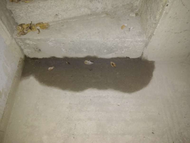 BAU.DE / BAU-Forum: 3. Bild zu Frage "Wasser im Keller durch Mörtel? Ursachen, Risiken & Sanierung der Kellertreppe" im BAU-Forum "Keller" BAU.DE / BAU-Forum: 3. Bild zu Frage "Wasser im Keller durch Mörtel? Ursachen, Risiken & Sanierung der Kellertreppe" im BAU-Forum "Keller"