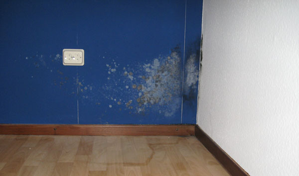 BAU.DE / BAU-Forum: 1. Bild zu Antwort "Schimmel an Wand: Ausmaß (60x90cm) und Tapetenzustand" auf die Frage "Schimmel an der Wand entfernen: Kosten, Risiken & wann ein Fachmann nötig ist?" im BAU-Forum "Modernisierung / Sanierung / Bauschäden" BAU.DE / BAU-Forum: 1. Bild zu Antwort "Schimmel an Wand: Ausmaß (60x90cm) und Tapetenzustand" auf die Frage "Schimmel an der Wand entfernen: Kosten, Risiken & wann ein Fachmann nötig ist?" im BAU-Forum "Modernisierung / Sanierung / Bauschäden"