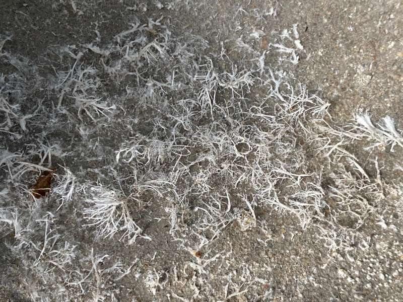 BAU.DE / BAU-Forum: 1. Bild zu Frage "Sind das Ausblühungen oder Schimmel oder noch was anderes?" im BAU-Forum "Modernisierung / Sanierung / Bauschäden" BAU.DE / BAU-Forum: 1. Bild zu Frage "Sind das Ausblühungen oder Schimmel oder noch was anderes?" im BAU-Forum "Modernisierung / Sanierung / Bauschäden"