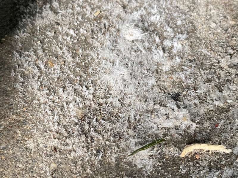 BAU.DE / BAU-Forum: 1. Bild zu Antwort "Unmittelbar daneben sah das so aus" auf die Frage "Weiße Ablagerungen auf Betonboden in Garage: Ausblühungen, Schimmel oder etwas Anderes?" im BAU-Forum "Modernisierung / Sanierung / Bauschäden" BAU.DE / BAU-Forum: 1. Bild zu Antwort "Unmittelbar daneben sah das so aus" auf die Frage "Weiße Ablagerungen auf Betonboden in Garage: Ausblühungen, Schimmel oder etwas Anderes?" im BAU-Forum "Modernisierung / Sanierung / Bauschäden"