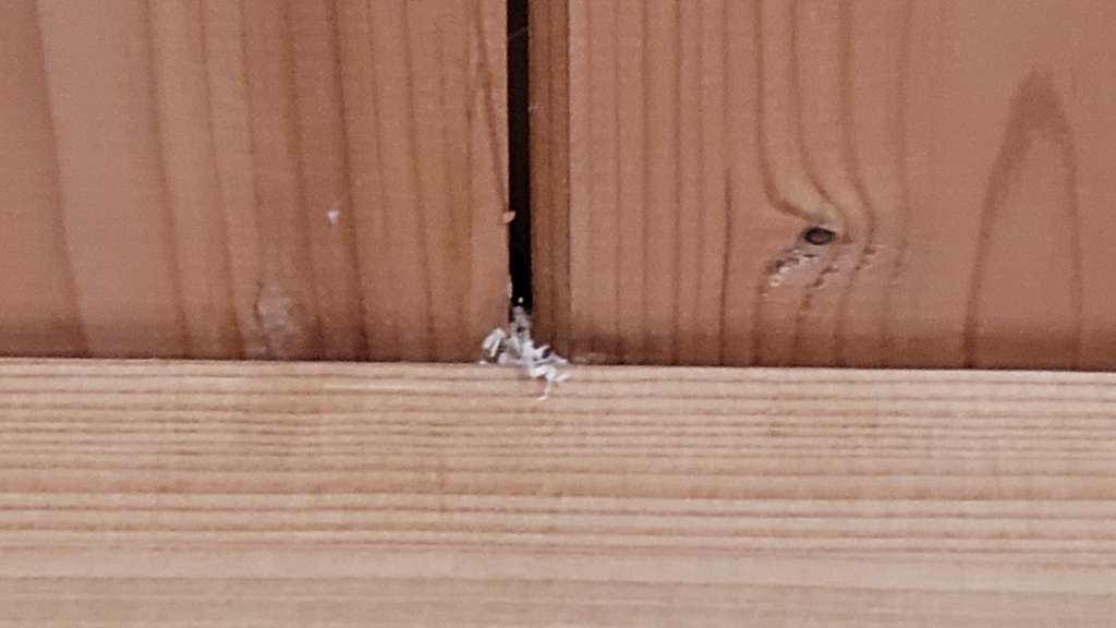 BAU.DE / BAU-Forum: 2. Bild zu Antwort "Lange nichts - nun neue Holzspäne" auf die Frage "Ameisen in der Dämmung der EG-Decke - Decke wie öffnen?" im BAU-Forum "Modernisierung / Sanierung / Bauschäden" BAU.DE / BAU-Forum: 2. Bild zu Antwort "Lange nichts - nun neue Holzspäne" auf die Frage "Ameisen in der Dämmung der EG-Decke - Decke wie öffnen?" im BAU-Forum "Modernisierung / Sanierung / Bauschäden"