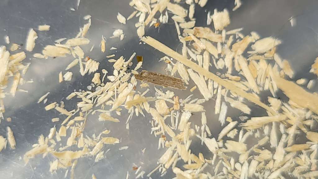 BAU.DE / BAU-Forum: 3. Bild zu Antwort "Lange nichts - nun neue Holzspäne" auf die Frage "Ameisen in der Dämmung der EG-Decke - Decke wie öffnen?" im BAU-Forum "Modernisierung / Sanierung / Bauschäden" BAU.DE / BAU-Forum: 3. Bild zu Antwort "Lange nichts - nun neue Holzspäne" auf die Frage "Ameisen in der Dämmung der EG-Decke - Decke wie öffnen?" im BAU-Forum "Modernisierung / Sanierung / Bauschäden"