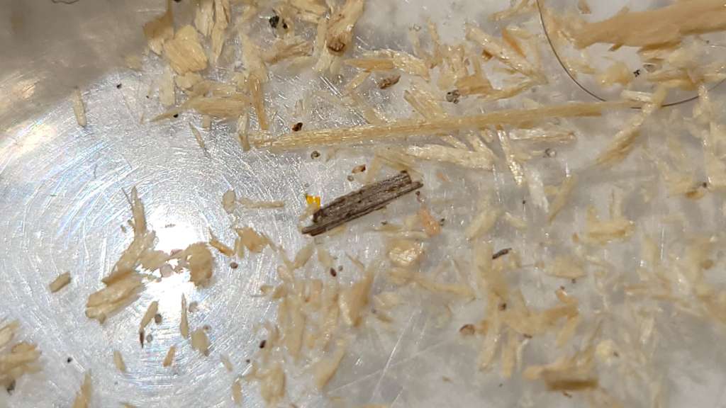 BAU.DE / BAU-Forum: 4. Bild zu Antwort "Lange nichts - nun neue Holzspäne" auf die Frage "Ameisen in der Dämmung der EG-Decke - Decke wie öffnen?" im BAU-Forum "Modernisierung / Sanierung / Bauschäden" BAU.DE / BAU-Forum: 4. Bild zu Antwort "Lange nichts - nun neue Holzspäne" auf die Frage "Ameisen in der Dämmung der EG-Decke - Decke wie öffnen?" im BAU-Forum "Modernisierung / Sanierung / Bauschäden"