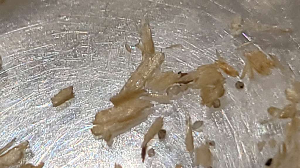 BAU.DE / BAU-Forum: 5. Bild zu Antwort "Lange nichts - nun neue Holzspäne" auf die Frage "Ameisen in der Dämmung der EG-Decke - Decke wie öffnen?" im BAU-Forum "Modernisierung / Sanierung / Bauschäden" BAU.DE / BAU-Forum: 5. Bild zu Antwort "Lange nichts - nun neue Holzspäne" auf die Frage "Ameisen in der Dämmung der EG-Decke - Decke wie öffnen?" im BAU-Forum "Modernisierung / Sanierung / Bauschäden"