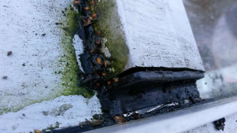 BAU.DE / BAU-Forum: 2. Bild zu Frage "Schüco Wintergartenprofile (BJ 2000): Identifizierung, Reparatur & Kostenüberblick?" im BAU-Forum "Wintergarten" BAU.DE / BAU-Forum: 2. Bild zu Frage "Schüco Wintergartenprofile (BJ 2000): Identifizierung, Reparatur & Kostenüberblick?" im BAU-Forum "Wintergarten"