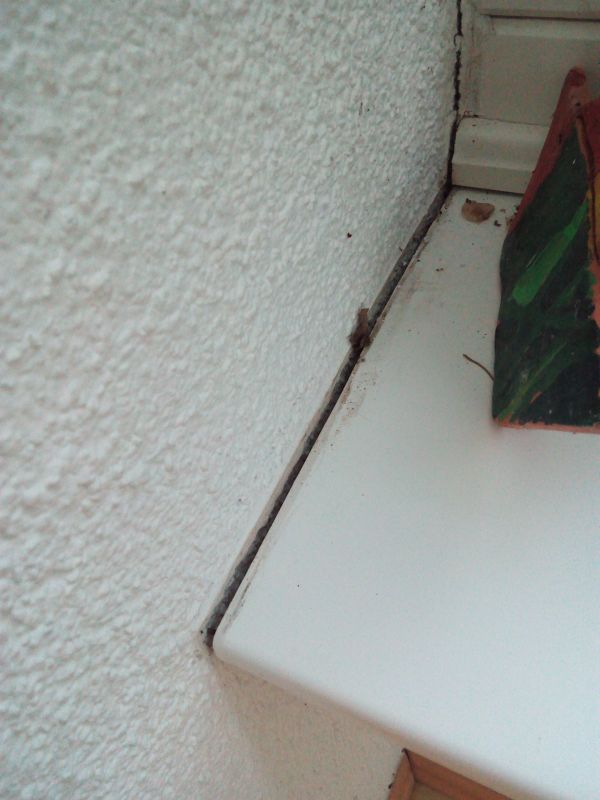 BAU.DE / BAU-Forum: 1. Bild zu Frage "Wintergarten löst sich vom Haus: Ursachen, Risiken & Sanierungsmöglichkeiten?" im BAU-Forum "Wintergarten" BAU.DE / BAU-Forum: 1. Bild zu Frage "Wintergarten löst sich vom Haus: Ursachen, Risiken & Sanierungsmöglichkeiten?" im BAU-Forum "Wintergarten"