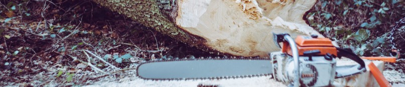 Baum fällen im Garten – So geht’s sicher & gesetzeskonform Baum fällen im Garten – So geht’s sicher & gesetzeskonform