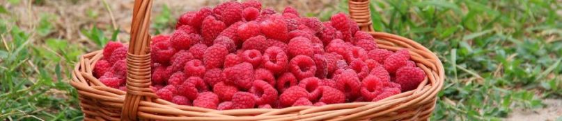 Effektiver Schutz für Ihren Garten: Wurzelsperre für Himbeeren richtig einsetzen Effektiver Schutz für Ihren Garten: Wurzelsperre für Himbeeren richtig einsetzen