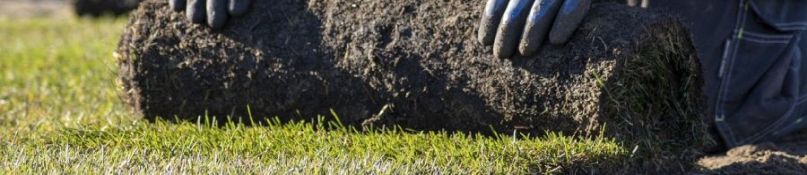 Rollrasen oder Saatrasen: Die Vor- und Nachteile im Vergleich Rollrasen oder Saatrasen: Die Vor- und Nachteile im Vergleich