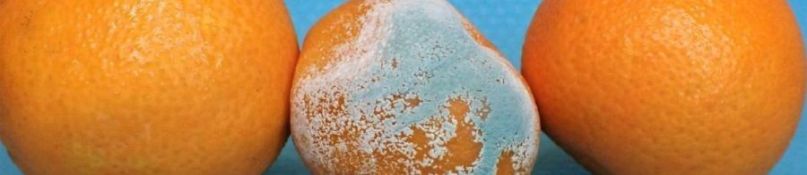 Feuchte Wände: Ursachen, Folgen und Maßnahmen Feuchte Wände: Ursachen, Folgen und Maßnahmen