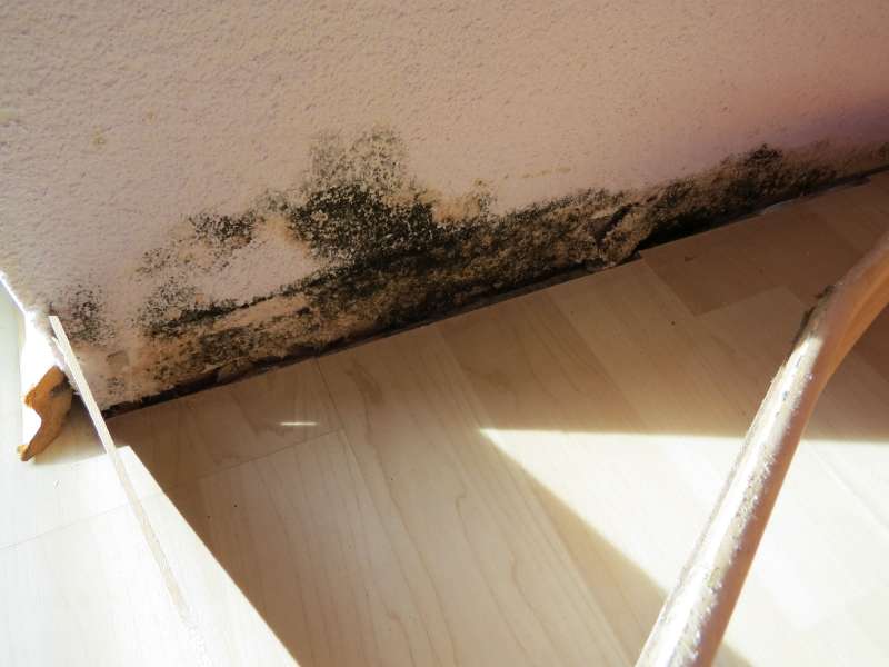 BAU.DE / BAU-Forum: 3. Bild zu Frage "Schimmel im Innenbereich auf und oberhalb der Sockelleiste / Fußleiste festgestellt" im BAU-Forum "Innenwände" BAU.DE / BAU-Forum: 3. Bild zu Frage "Schimmel im Innenbereich auf und oberhalb der Sockelleiste / Fußleiste festgestellt" im BAU-Forum "Innenwände"