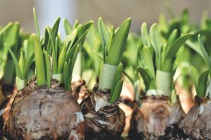 Eine Blumenzwiebel ist eine unterirdische Speicherorganstruktur, die Pflanzen wie Tulpen, Narzissen oder Hyazinthen dazu befähigt, Nährstoffe zu speichern und während des Wachstumsprozesses schnell auszutreiben. Eine Blumenzwiebel ist eine unterirdische Speicherorganstruktur, die Pflanzen wie Tulpen, Narzissen oder Hyazinthen dazu befähigt, Nährstoffe zu speichern und während des Wachstumsprozesses schnell auszutreiben.